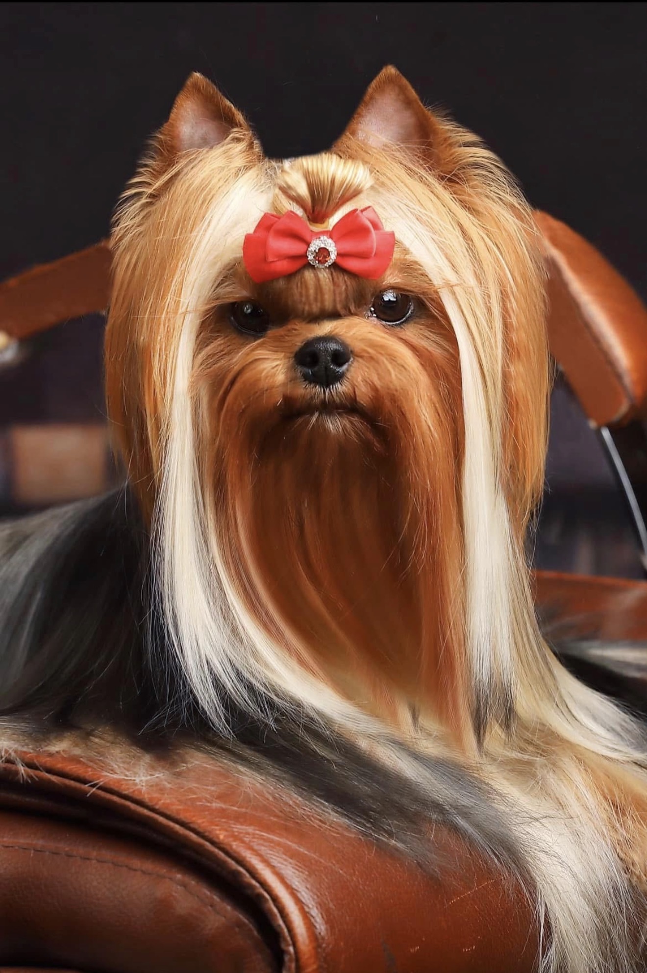 Royal Boutique ROYAL BOUTIQUE FEMME FATALE &mdash; Labaza DogPedigree YorkshireTerrier