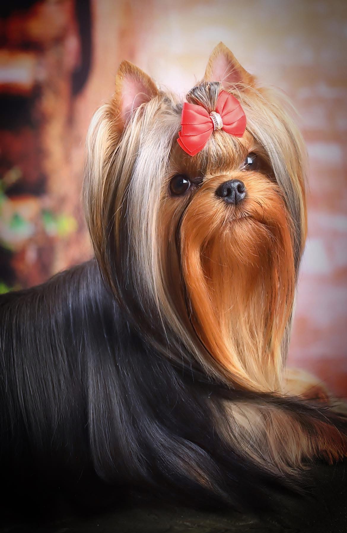 ROYAL BOUTIQUE CHERRY SWEET CHERRY &mdash; Labaza DogPedigree YorkshireTerrier