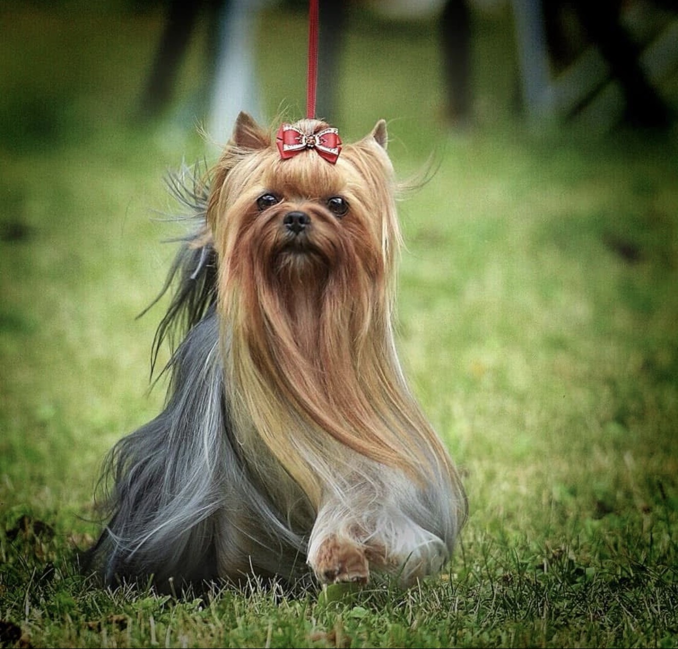 Royal Boutique ROYAL BOUTIQUE AMORE MIO &mdash; Labaza DogPedigree YorkshireTerrier