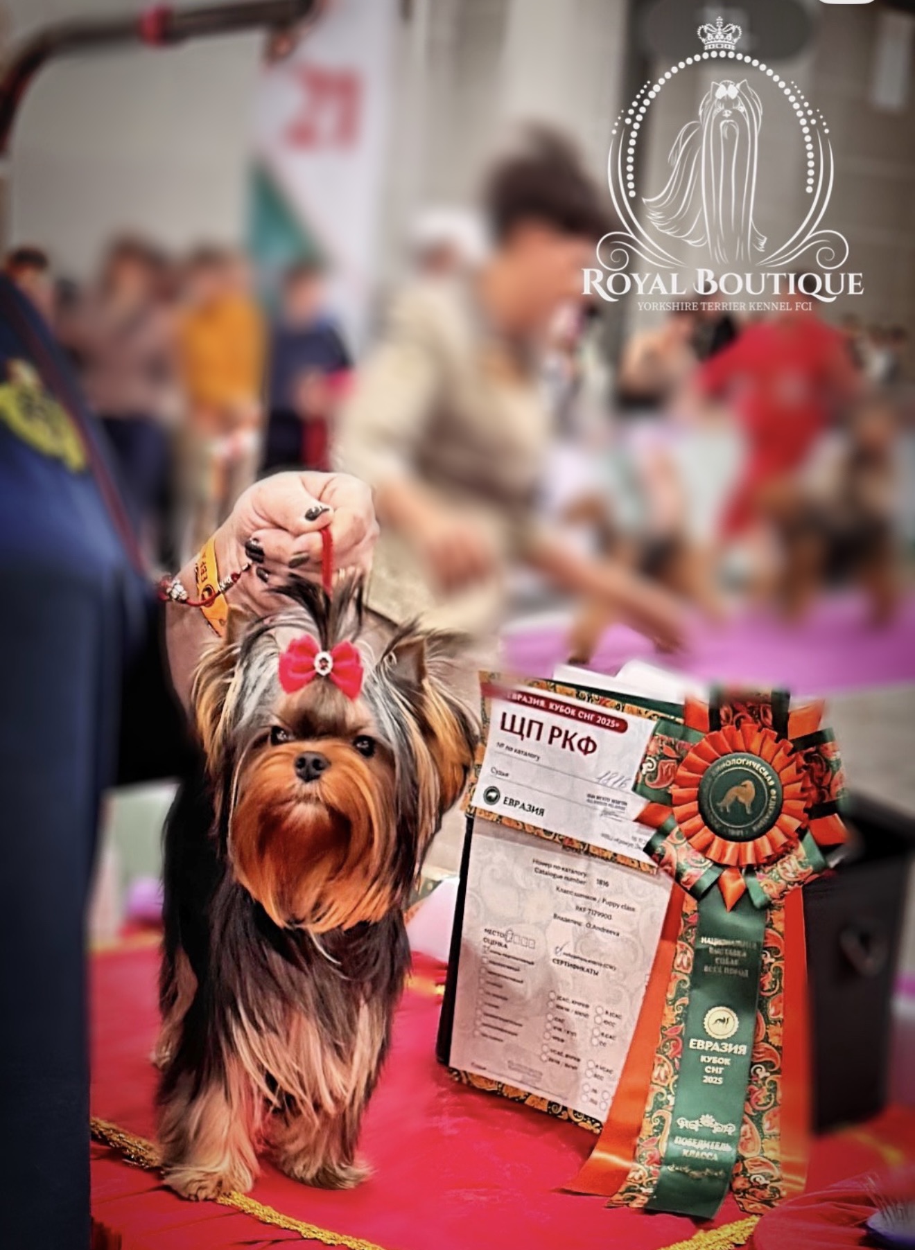 ROYAL BOUTIQUE INFANT &mdash; Labaza DogPedigree YorkshireTerrier