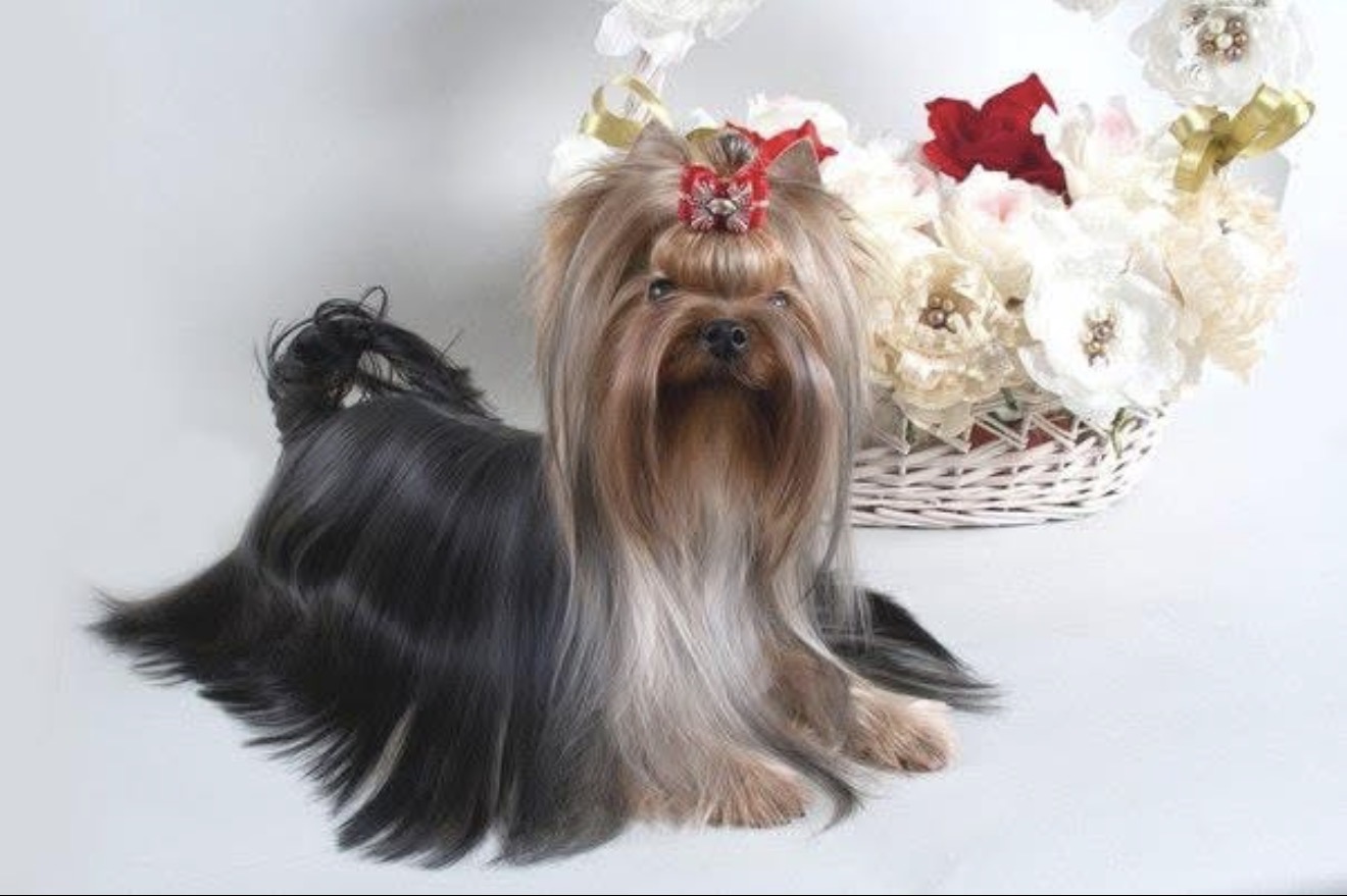 ROYAL BOUTIQUE ARIADNA