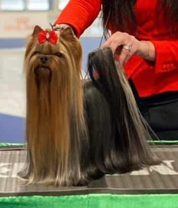ROYAL BOUTIQUE SHERIF &mdash; Labaza DogPedigree YorkshireTerrier