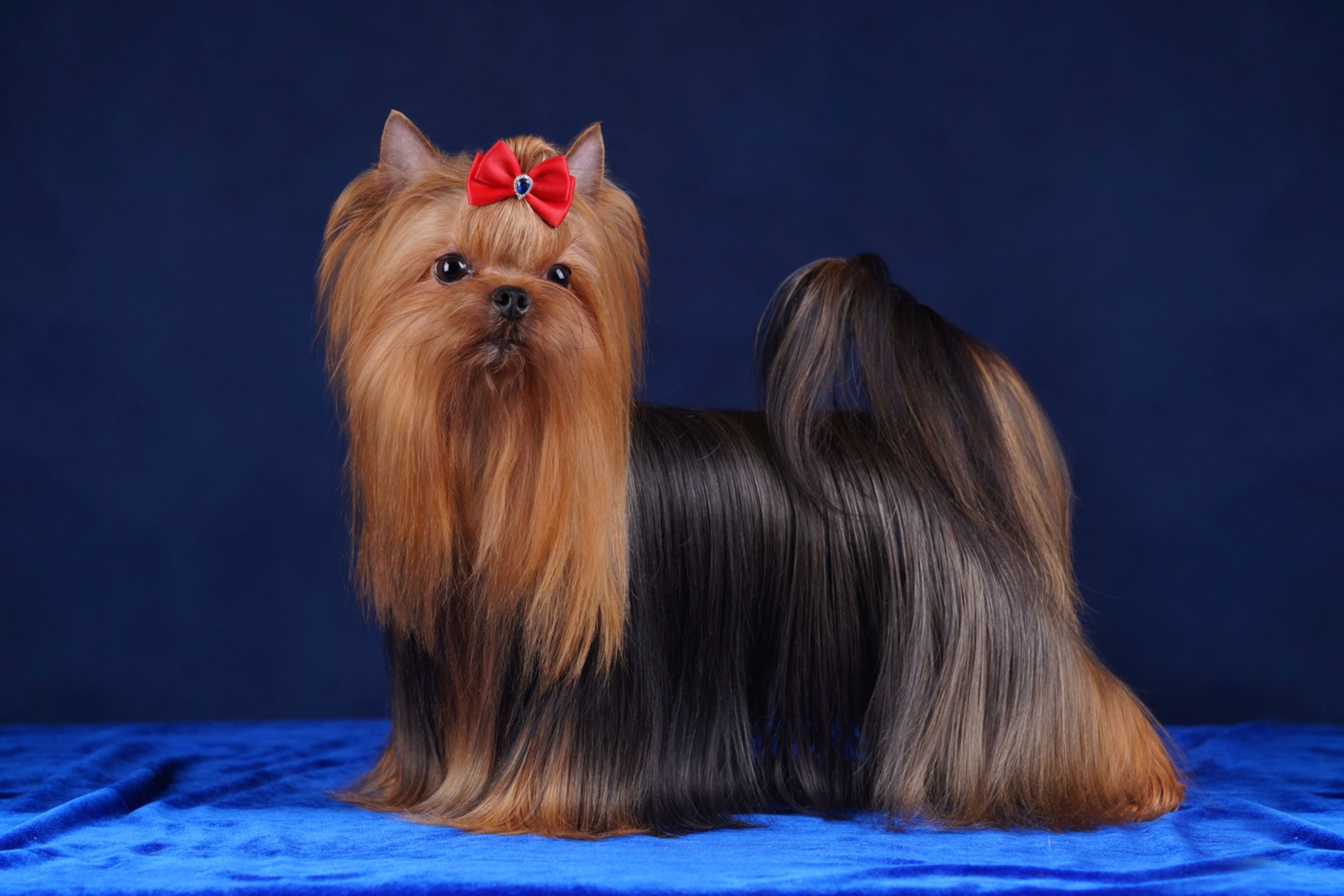 LESANZH BERENIKA &mdash; Labaza DogPedigree YorkshireTerrier