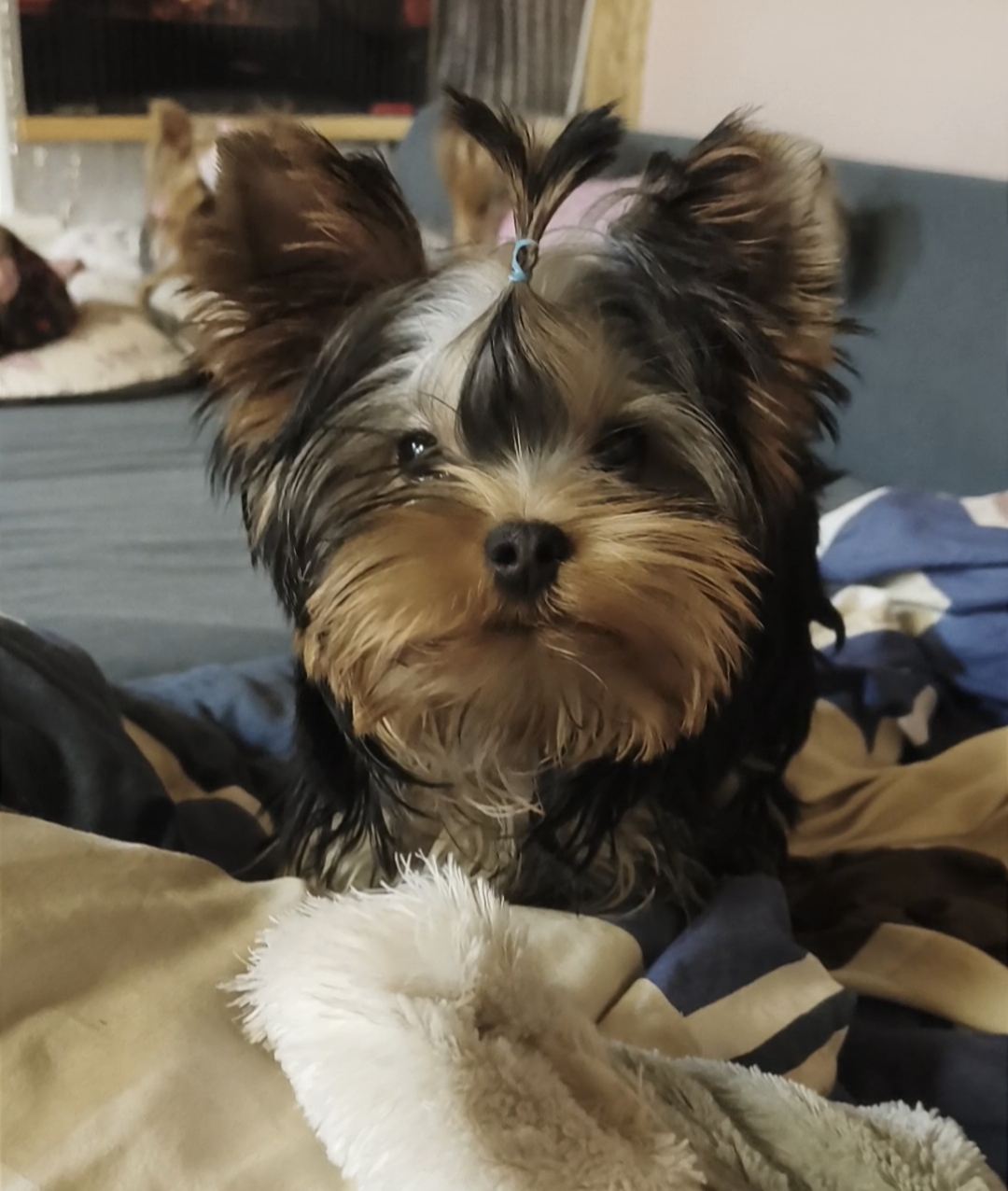 Wellary WELLARY HERITAGE &mdash; Labaza DogPedigree YorkshireTerrier