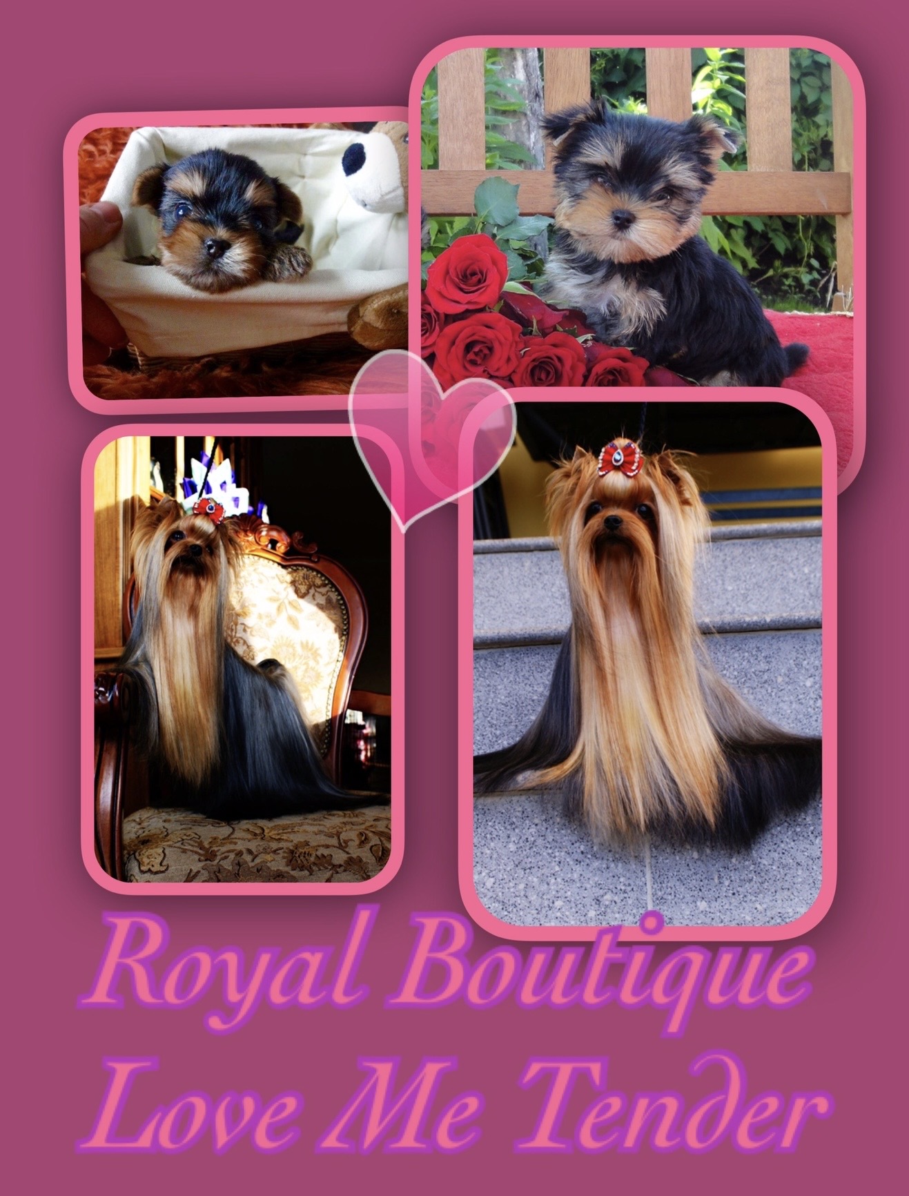 Royal Boutique ROYAL BOUTIQUE LOVE ME TENDER &mdash; Labaza DogPedigree YorkshireTerrier