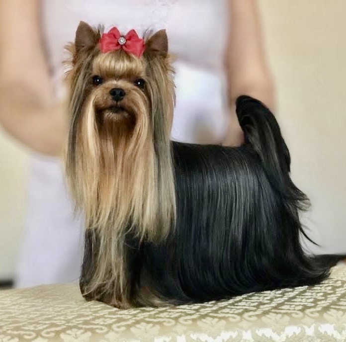  ROYAL BOUTIQUE MINI DIAMOND &mdash; Labaza DogPedigree YorkshireTerrier
