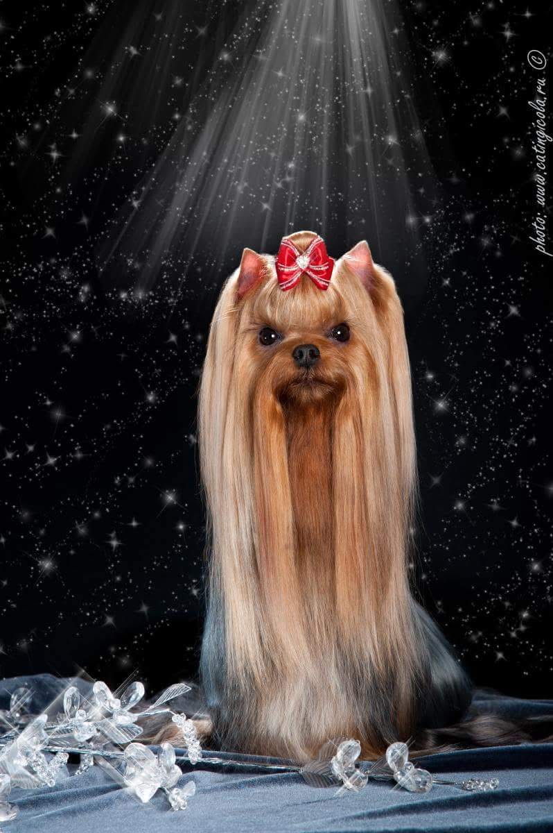 Royal Boutique ROYAL BOUTIQUE BELLISSIMA &mdash; Labaza DogPedigree YorkshireTerrier