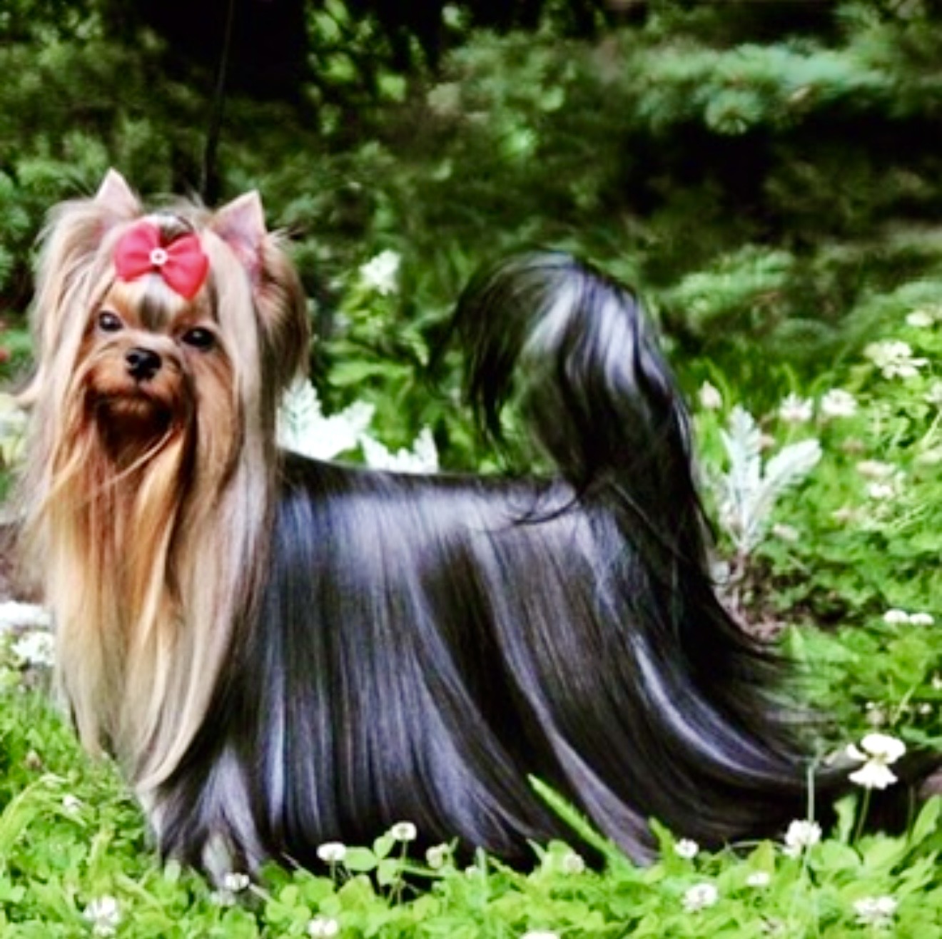 Royal Boutique ROYAL BOUTIQUE ENERGY FUSION &mdash; Labaza DogPedigree YorkshireTerrier