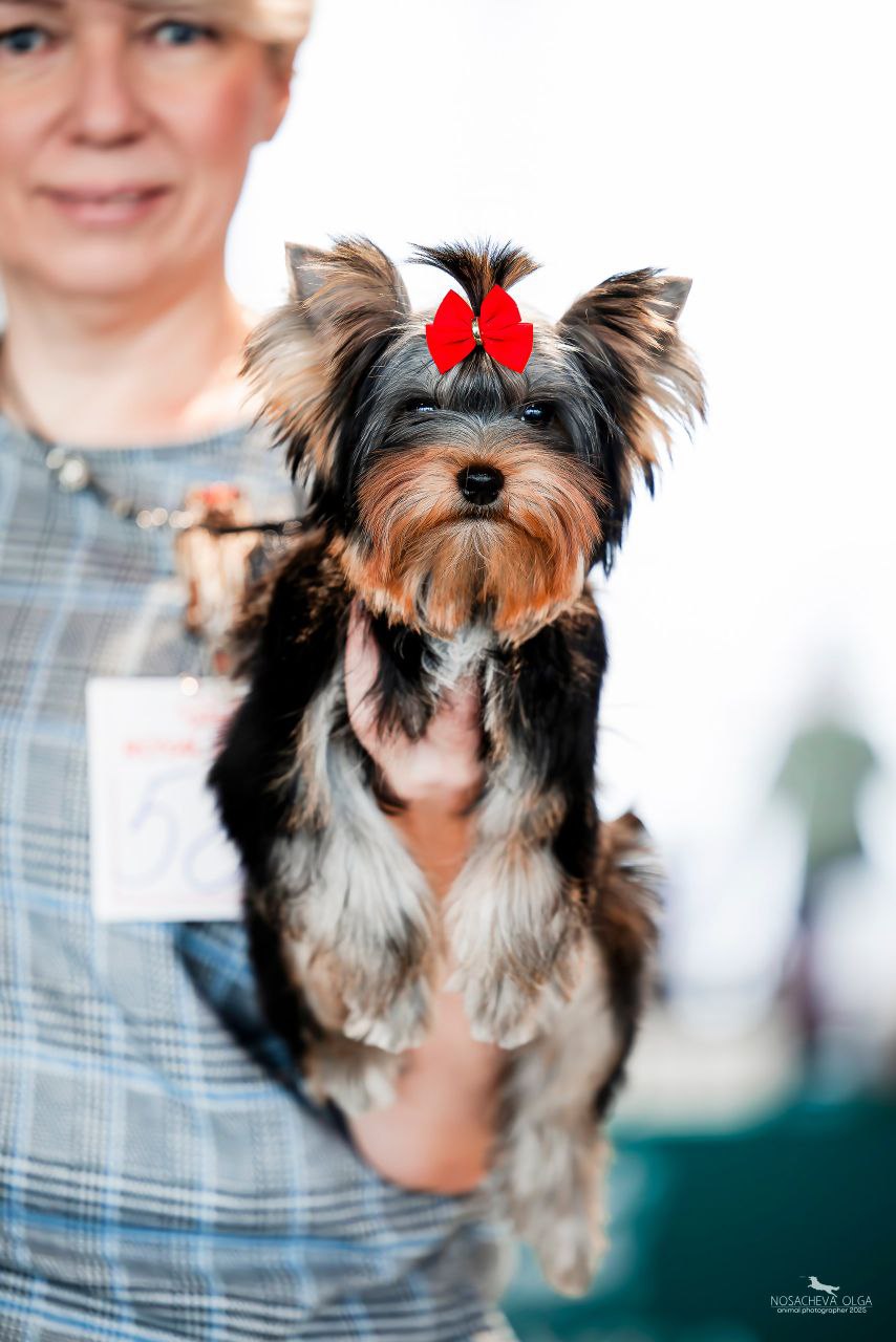 EXCELLENT BOY BY MIRACLE &mdash; Labaza DogPedigree YorkshireTerrier