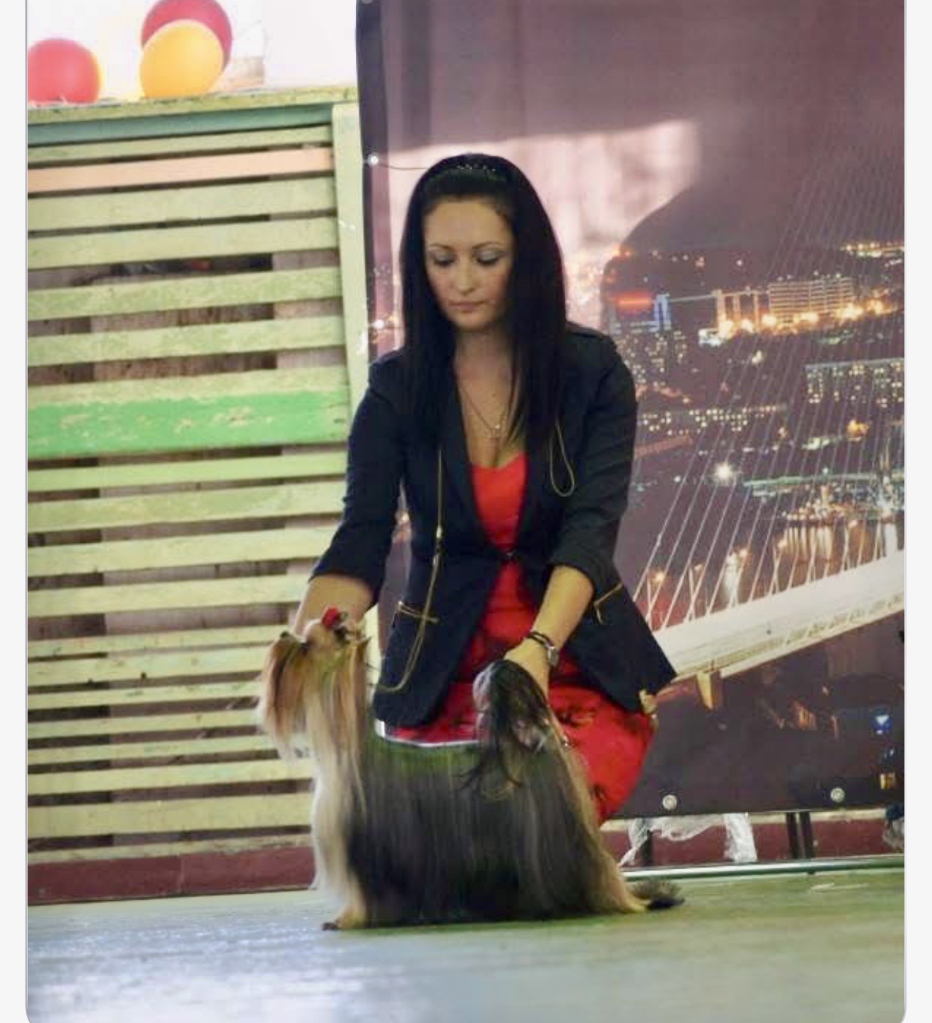 ROYAL BOUTIQUE HARIZMA &mdash; Labaza DogPedigree YorkshireTerrier