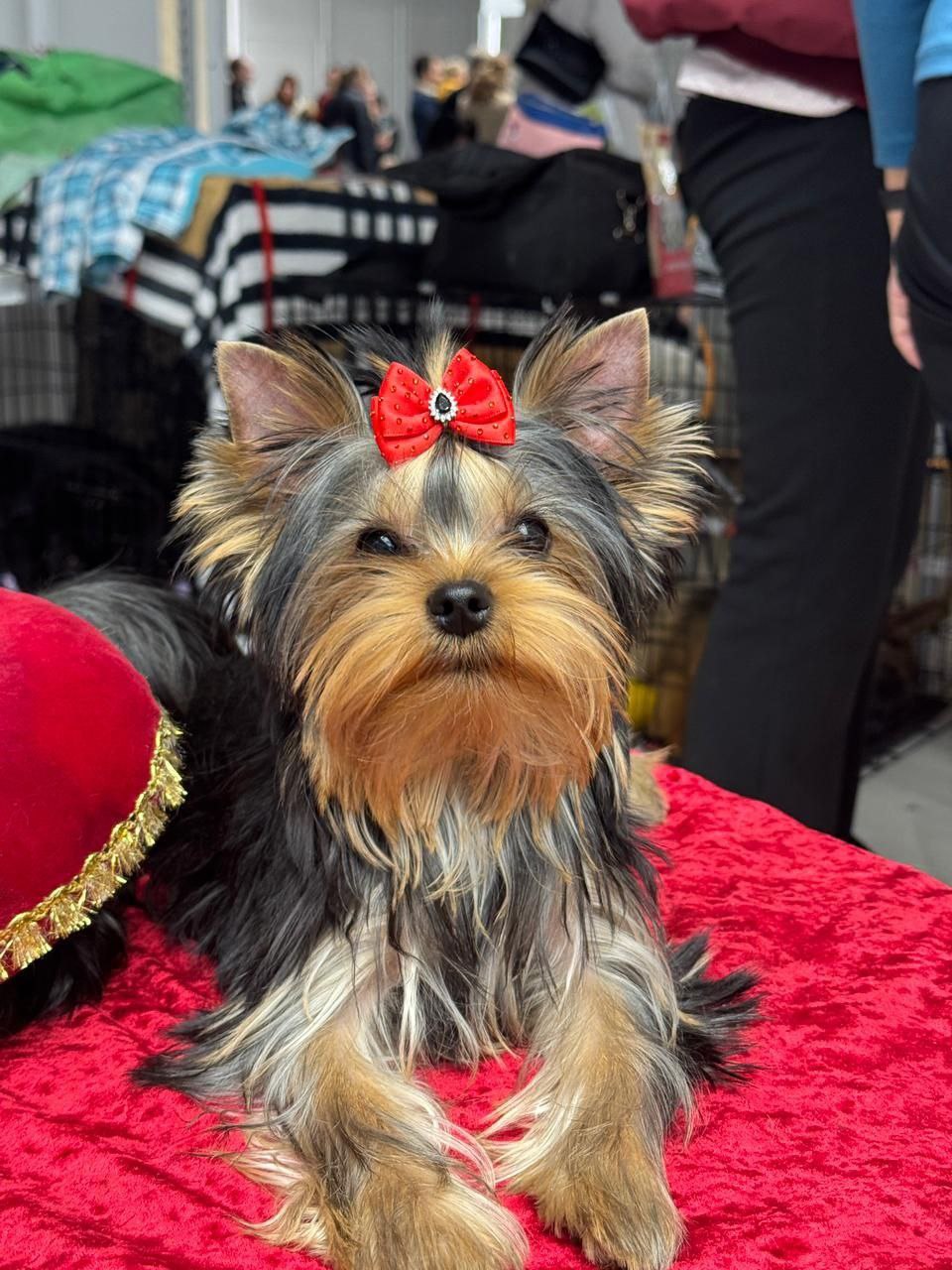  KEY TO ME HEART &mdash; Labaza DogPedigree YorkshireTerrier
