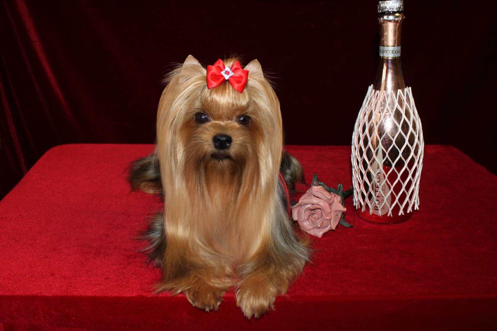 VIDEO STAR SHE IS BEAUTIFUL &mdash; Labaza DogPedigree YorkshireTerrier