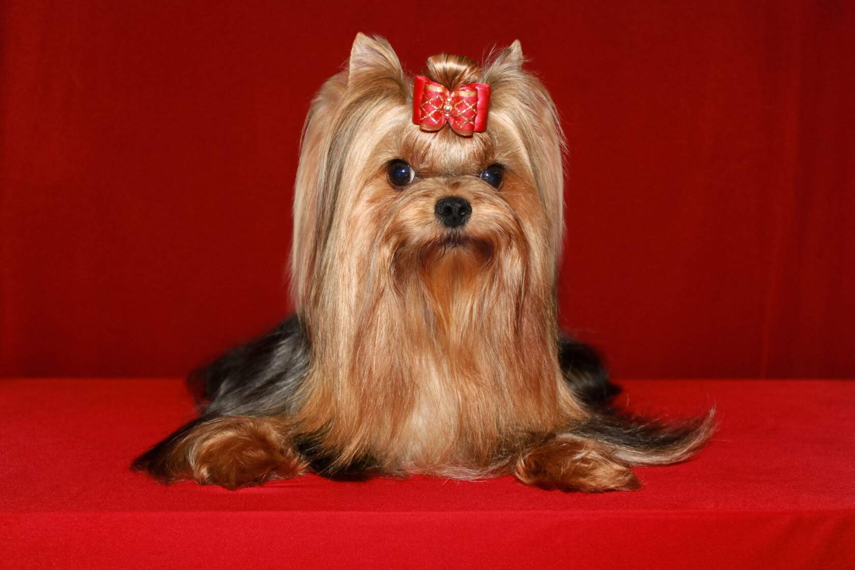  VIDEO STAR BEST BABY &mdash; Labaza DogPedigree YorkshireTerrier