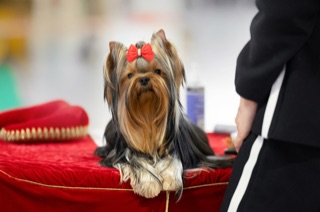 NOELLE BLUE MOON &mdash; Labaza DogPedigree YorkshireTerrier