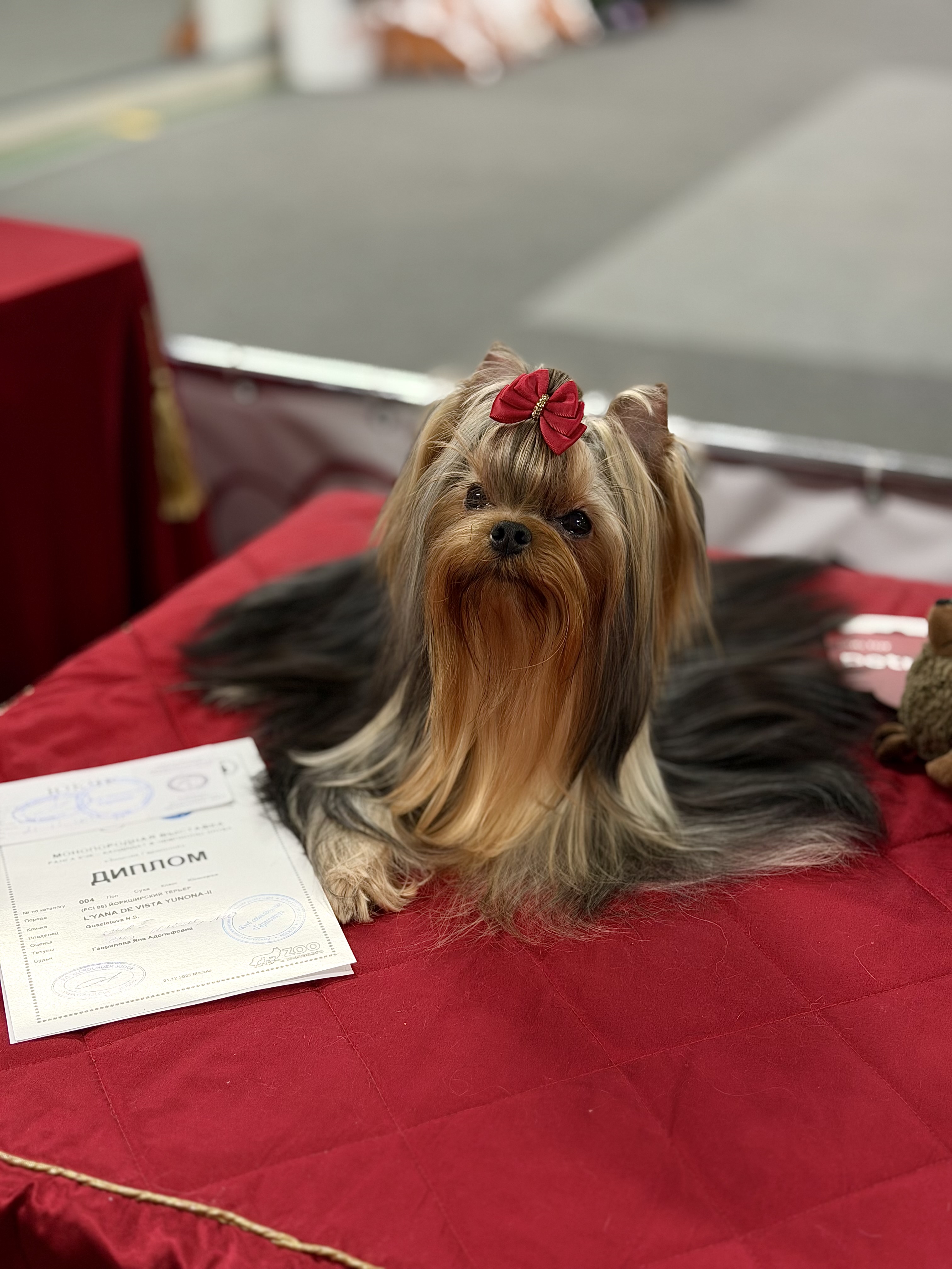  L’YANA DE VISTA UNONA &mdash; Labaza DogPedigree YorkshireTerrier