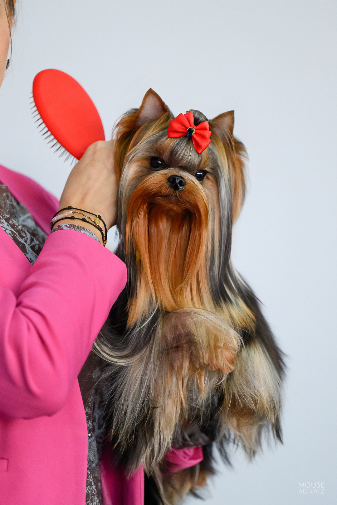 BUNNY BELL LOVE ME FOREVER &mdash; Labaza DogPedigree YorkshireTerrier