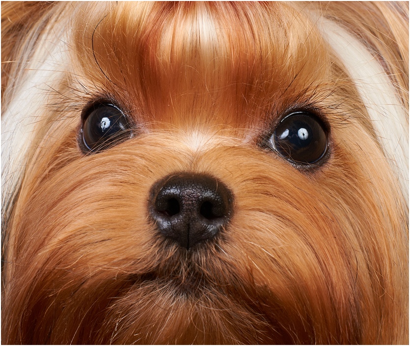 HOTSI-TOTSI &mdash; Labaza DogPedigree YorkshireTerrier
