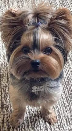 COCO JUMBO &mdash; Labaza DogPedigree YorkshireTerrier