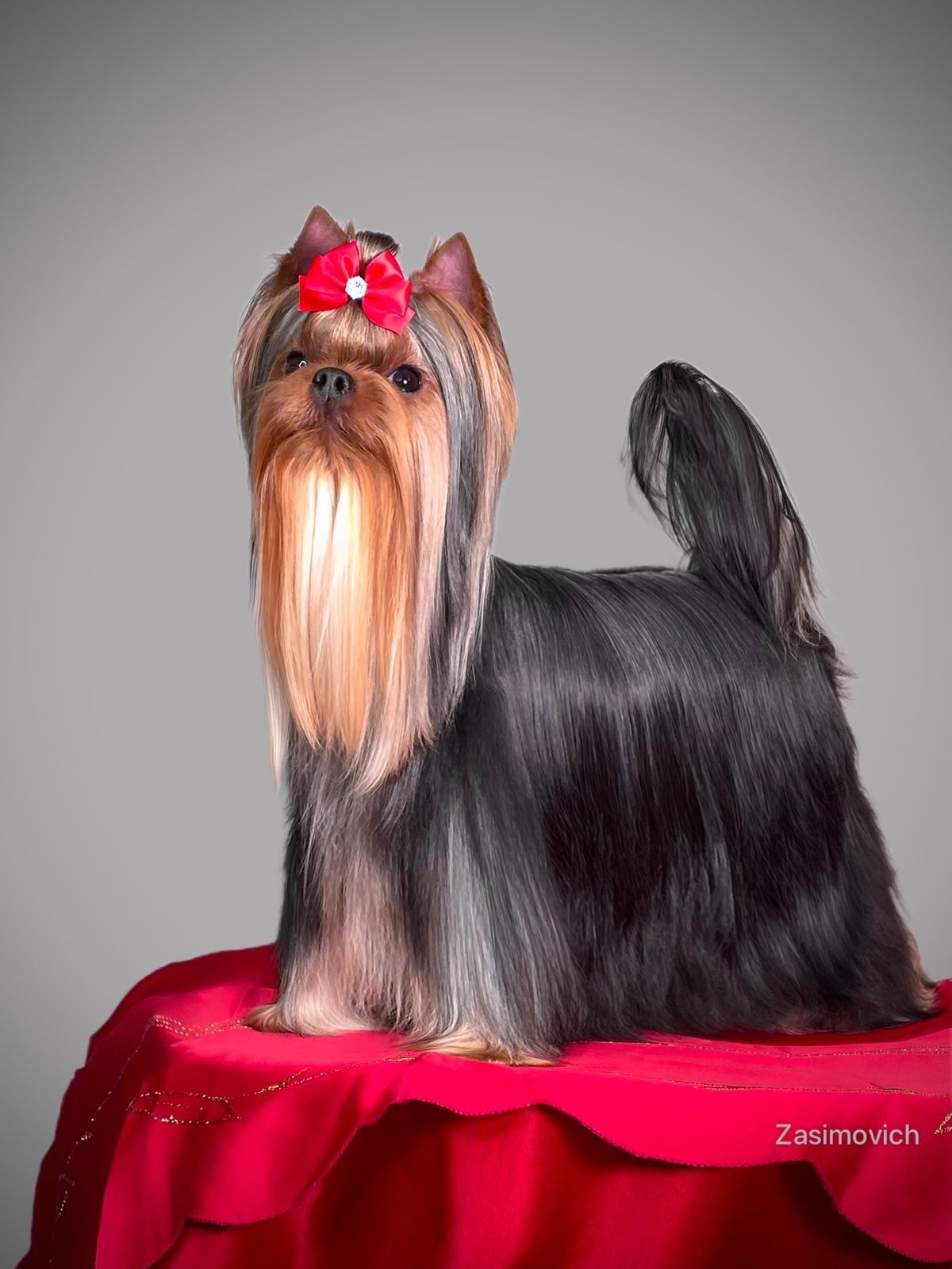  EMILI SOLAR BEAUTY SILK &mdash; Labaza DogPedigree YorkshireTerrier