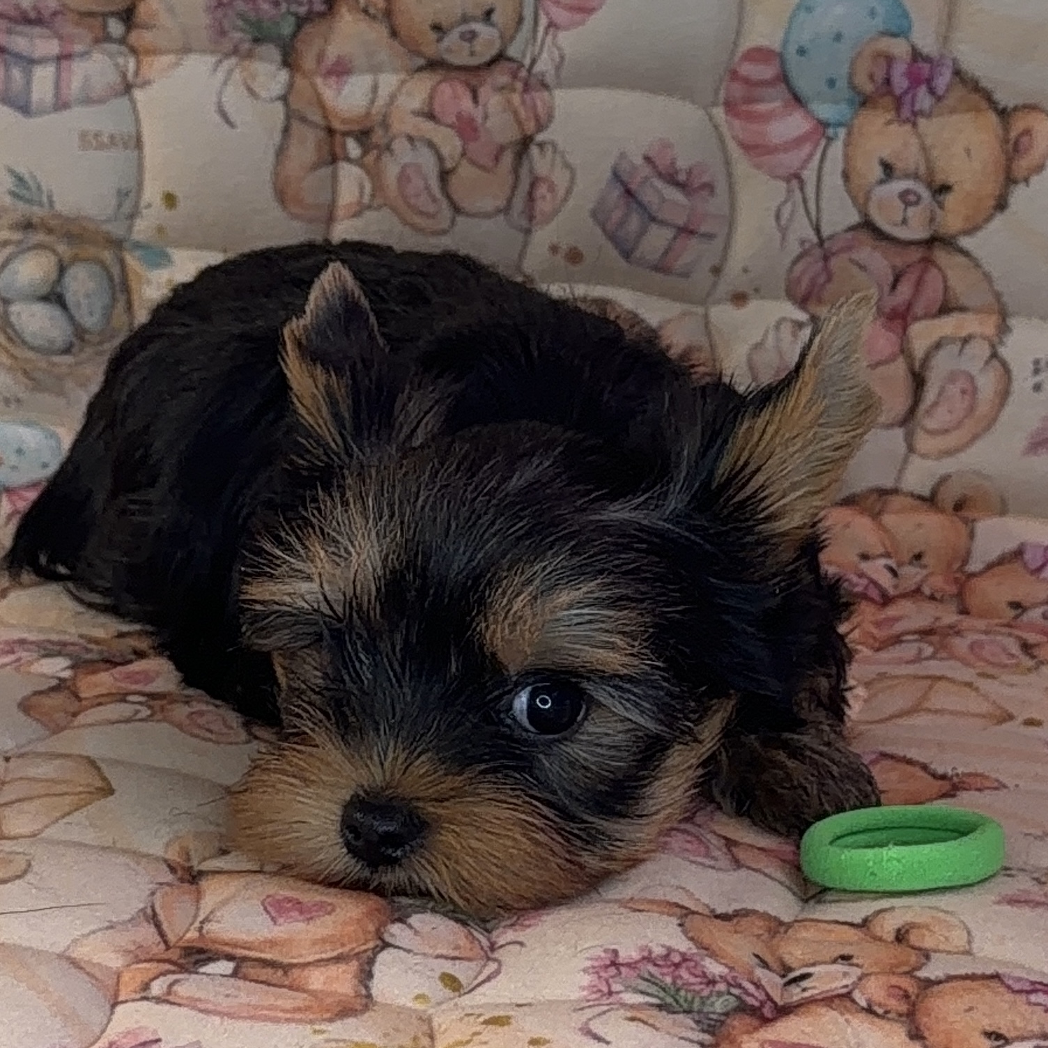  PRIMAVERA INCANTA MICHELANGELO &mdash; Labaza DogPedigree YorkshireTerrier