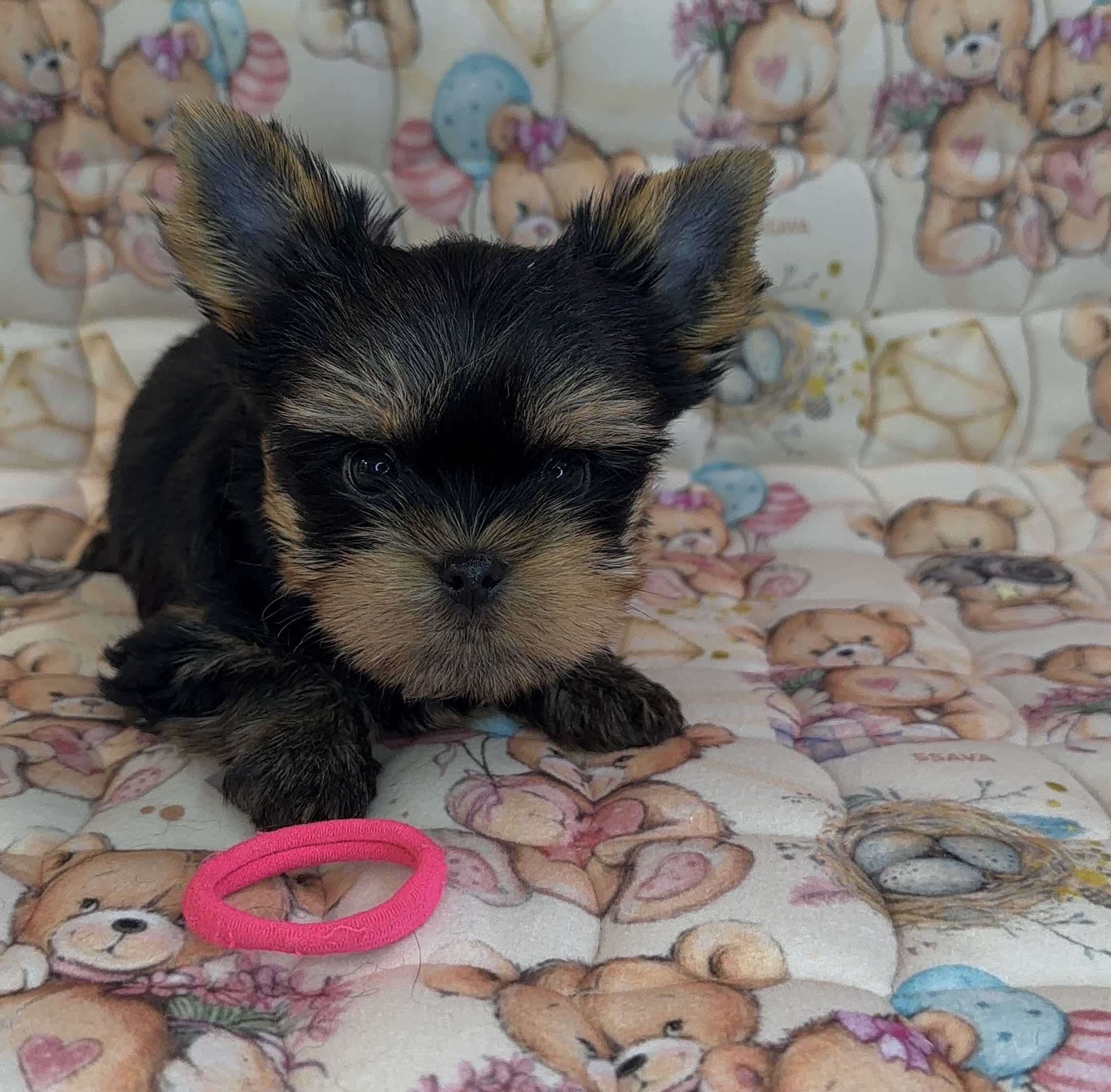  PRIMAVERA INCANTA MAGENTA &mdash; Labaza DogPedigree YorkshireTerrier