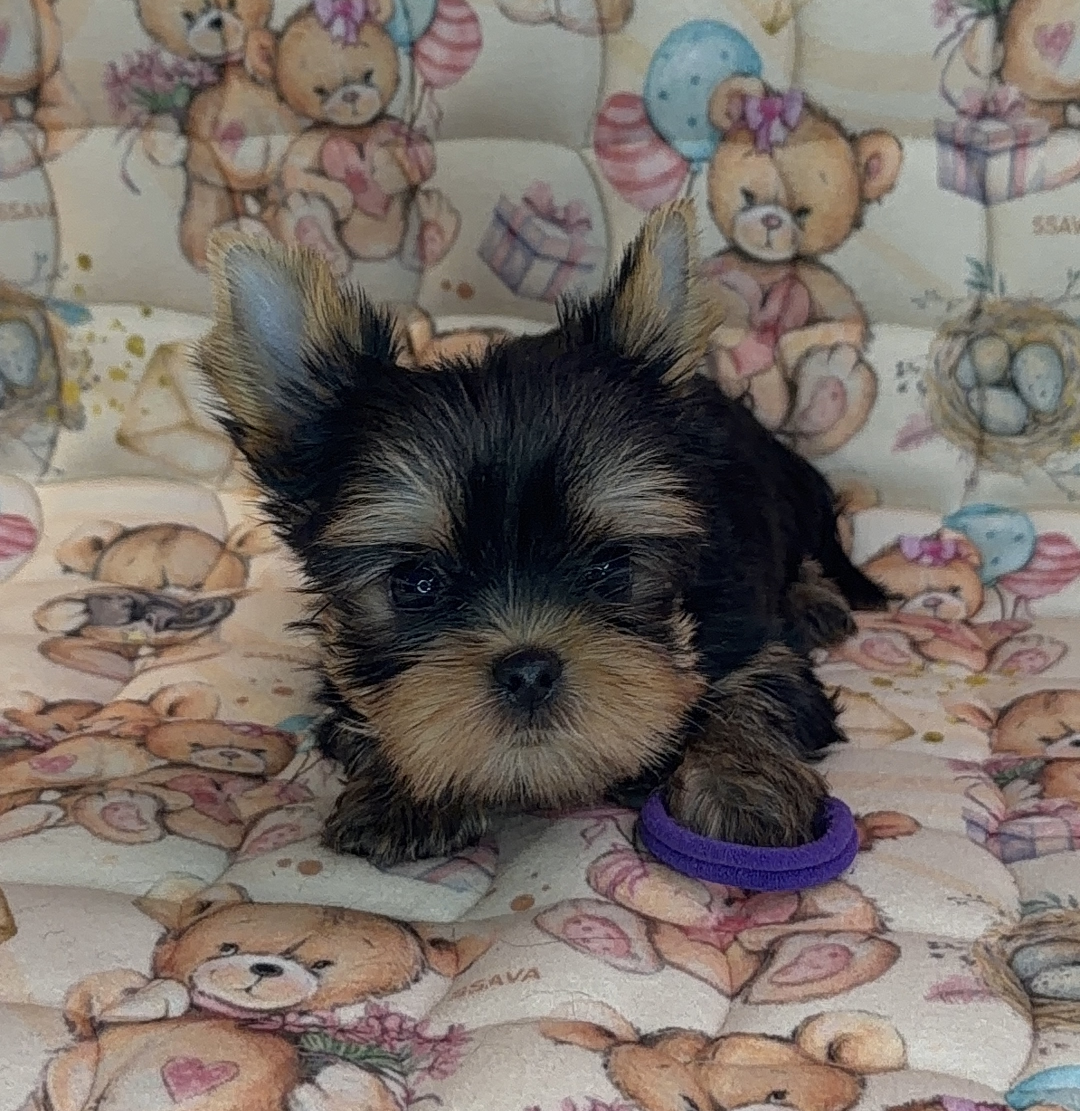 PRIMAVERA INCANTA MARTINA &mdash; Labaza DogPedigree YorkshireTerrier