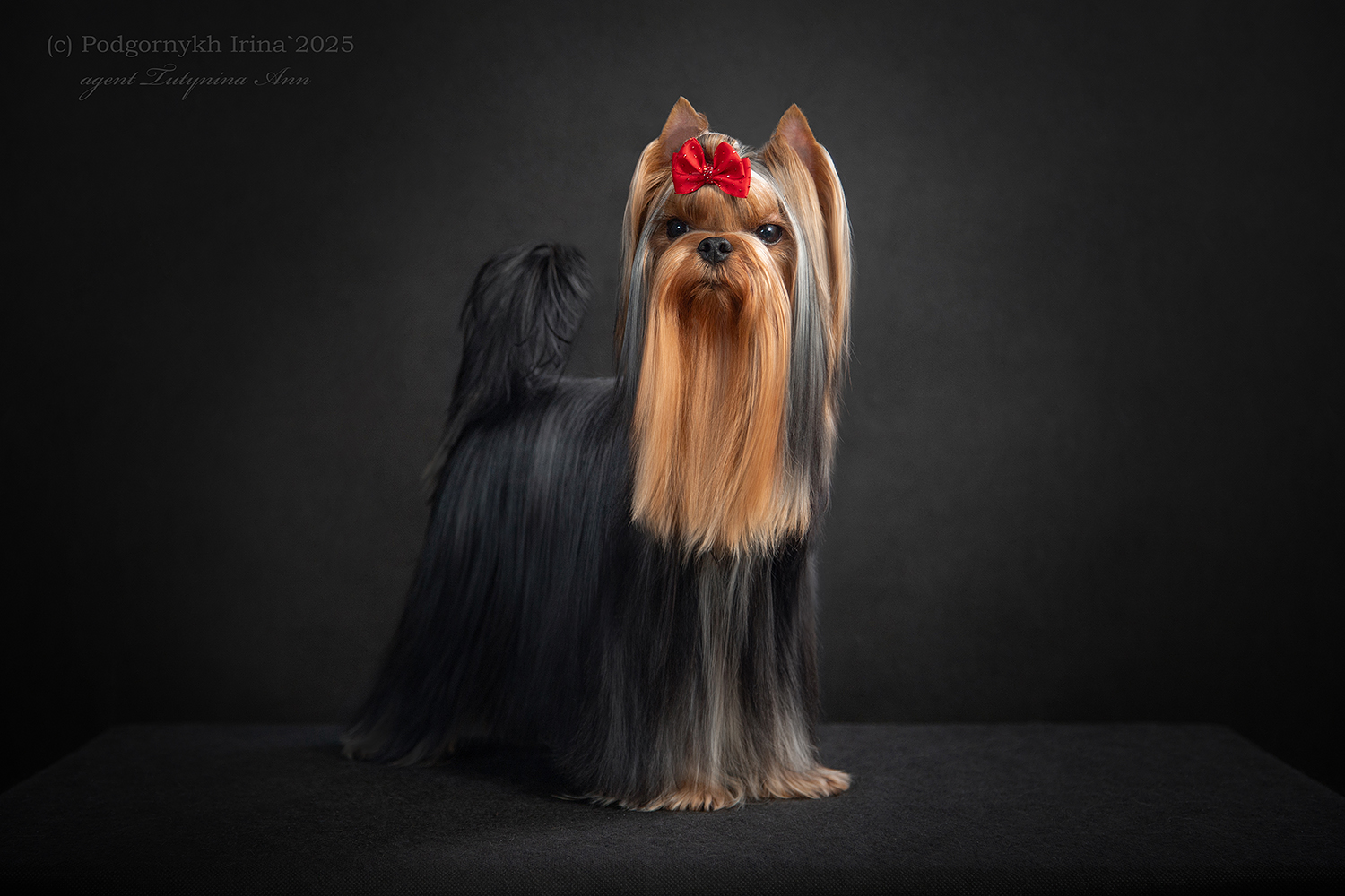 LARANTA CLAUDE FRANCOIS &mdash; Labaza DogPedigree YorkshireTerrier