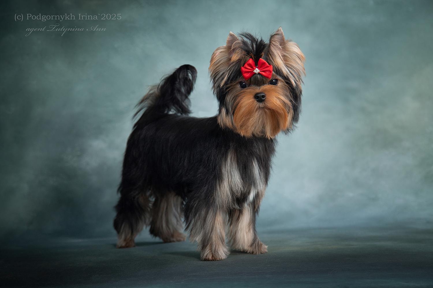 LARANTA TWIST AND PULSE &mdash; Labaza DogPedigree YorkshireTerrier