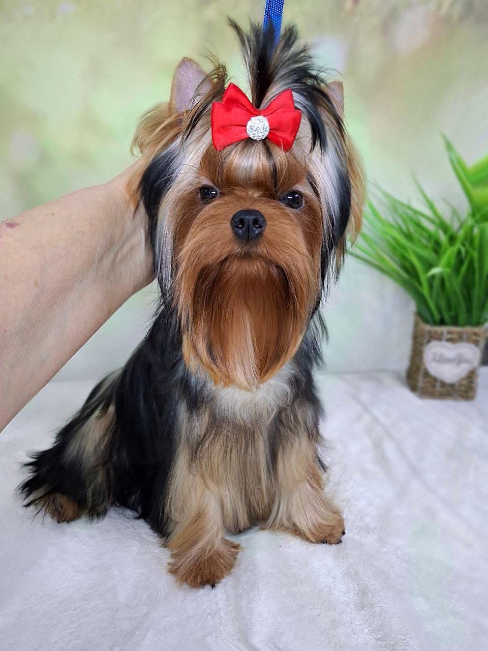 MINI VERSOLI YANDEX &mdash; Labaza DogPedigree YorkshireTerrier