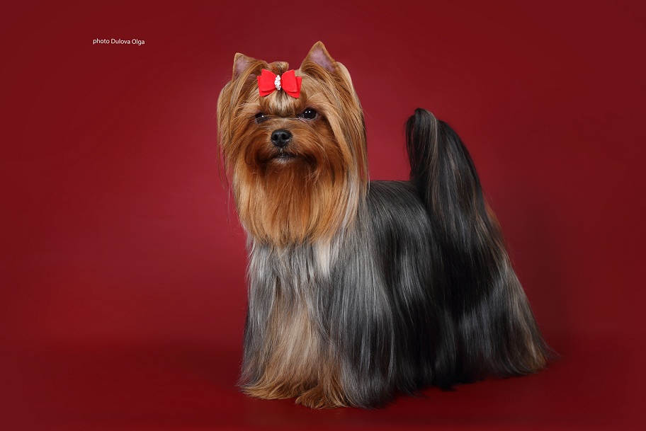 CHERRY STELLA OF FIRE