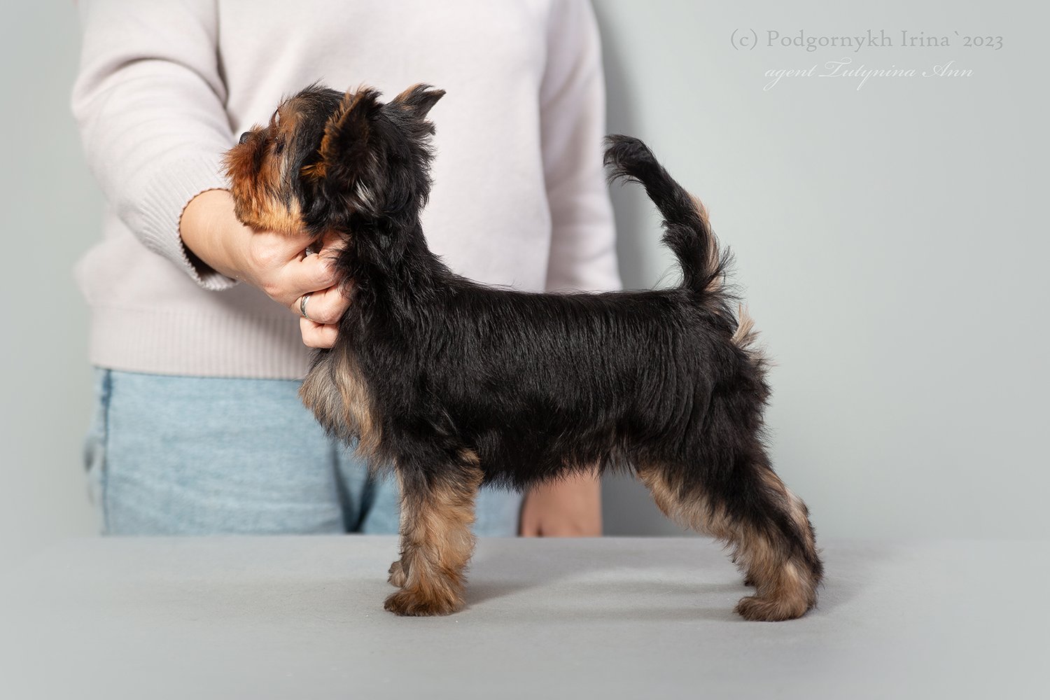  SHERWOOD NOBLE ROBBER &mdash; Labaza DogPedigree YorkshireTerrier