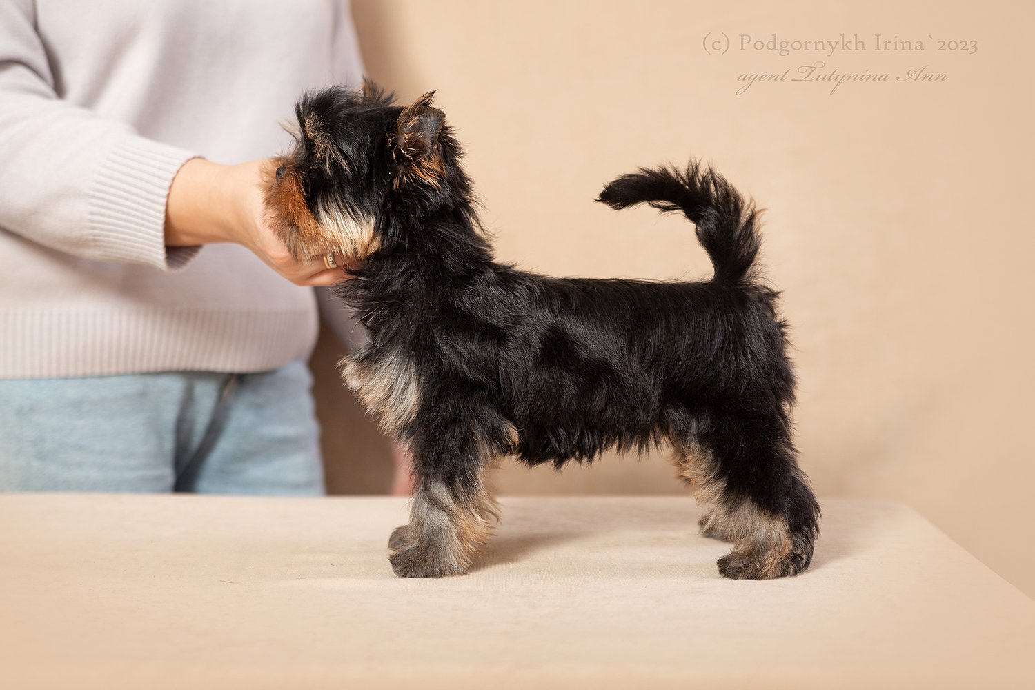  SHANGRY-LA OF MY LIFE &mdash; Labaza DogPedigree YorkshireTerrier