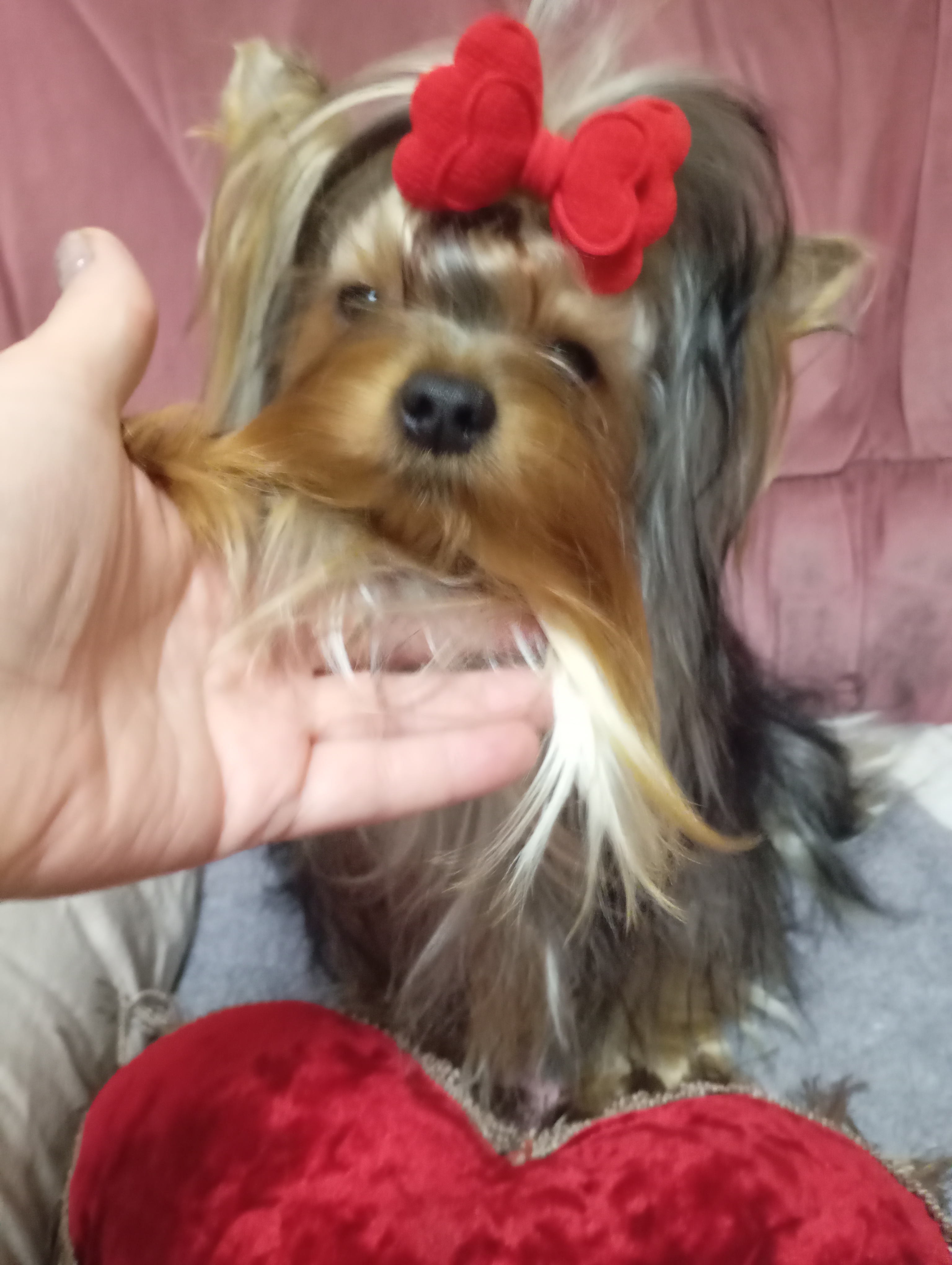 Jsmina &mdash; Labaza DogPedigree YorkshireTerrier