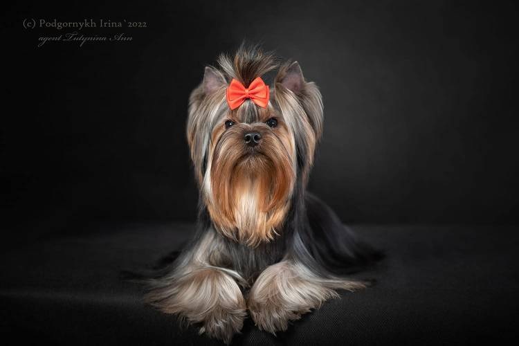 KRISTEL MEYBL &mdash; Labaza DogPedigree YorkshireTerrier