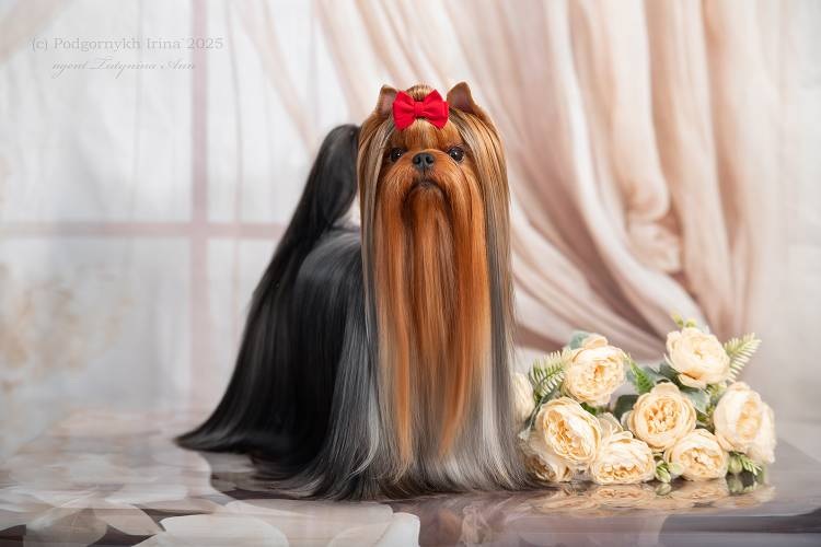  EXCLUSIVE LIMITED COLLECTION &mdash; Labaza DogPedigree YorkshireTerrier