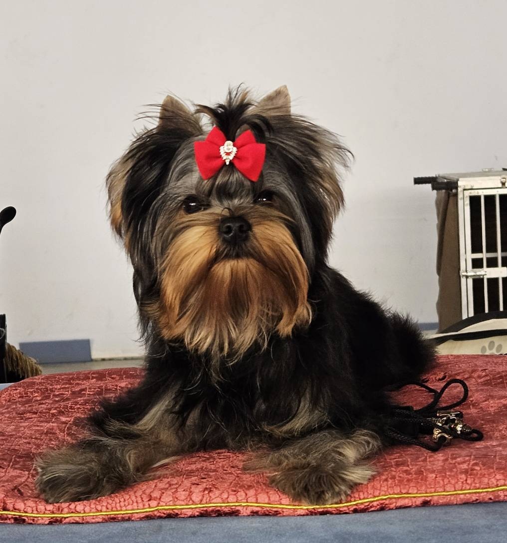  HEIR OF THE KINGS &mdash; Labaza DogPedigree YorkshireTerrier