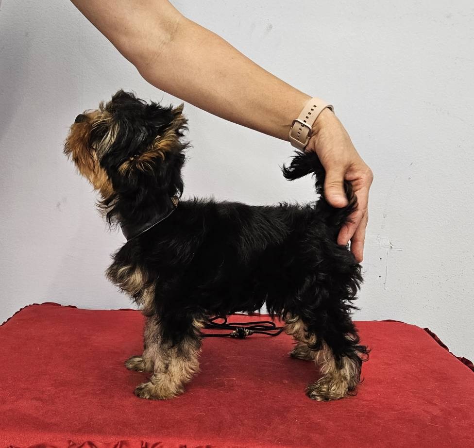  HAPPY FUTURE &mdash; Labaza DogPedigree YorkshireTerrier