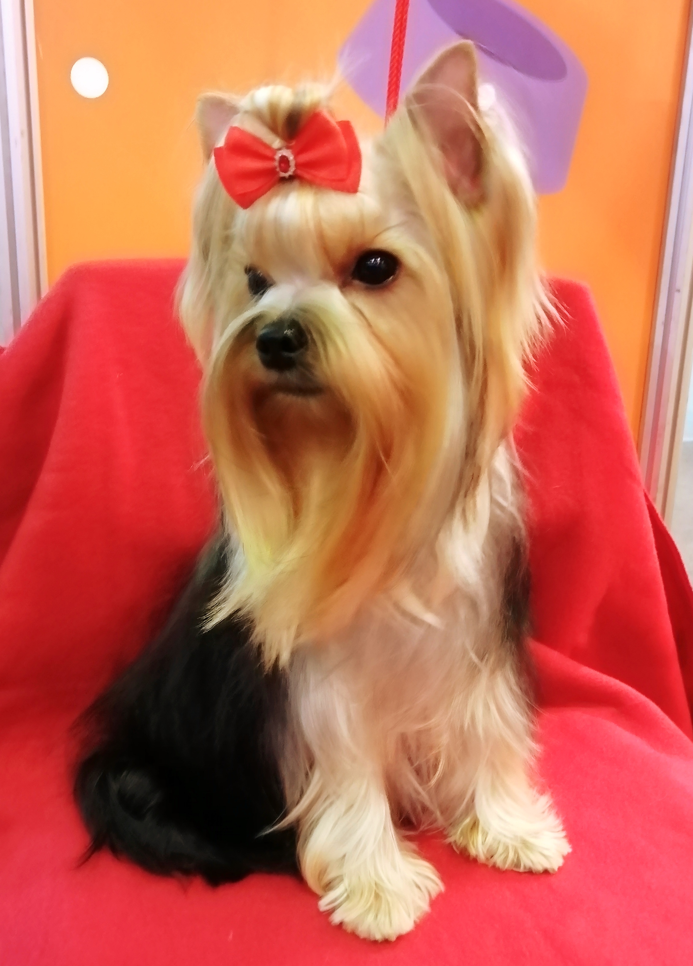 DERI DELIGHTFUL BEAUTY &mdash; Labaza DogPedigree YorkshireTerrier