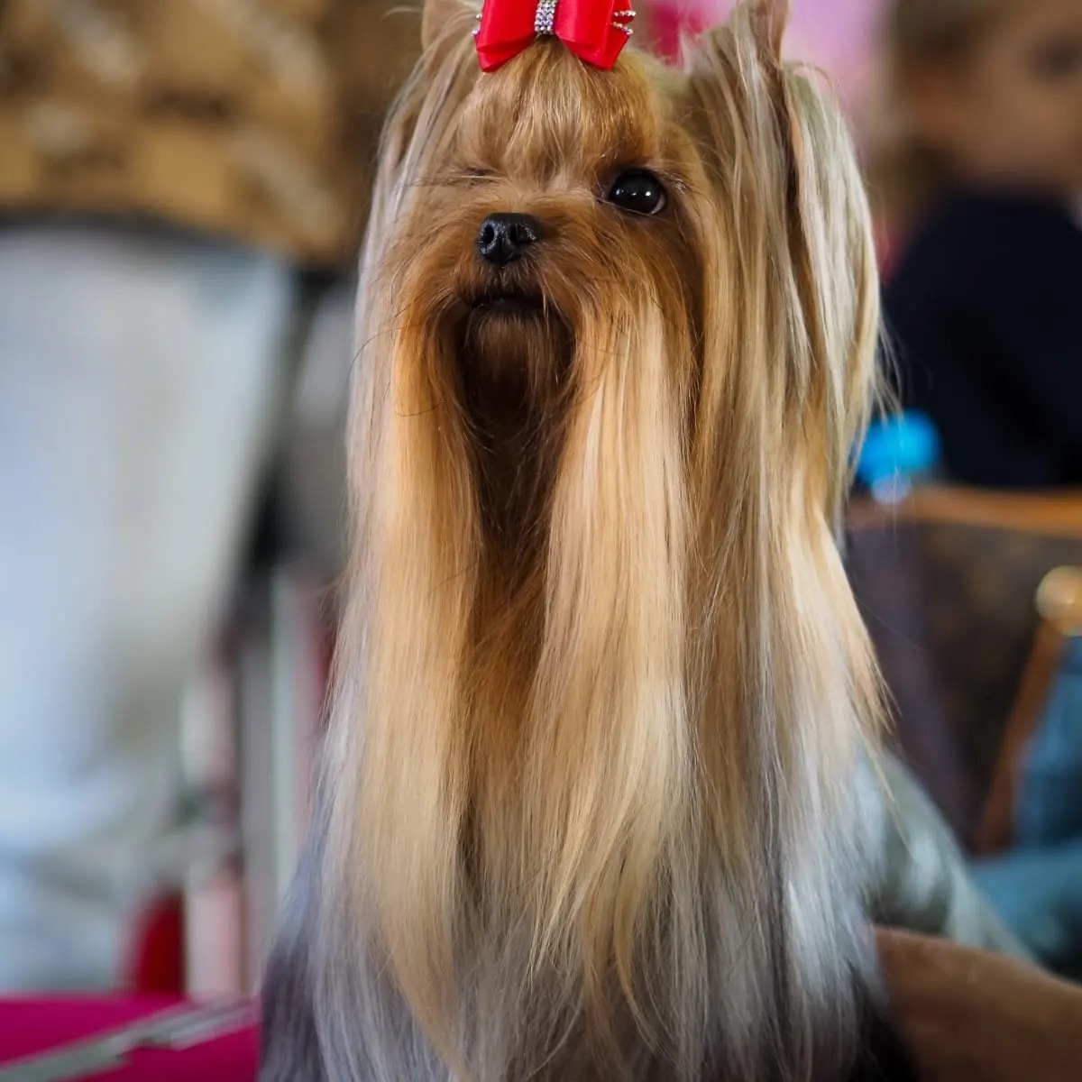 TALISMAN USPEHA GRAZIA &mdash; Labaza DogPedigree YorkshireTerrier