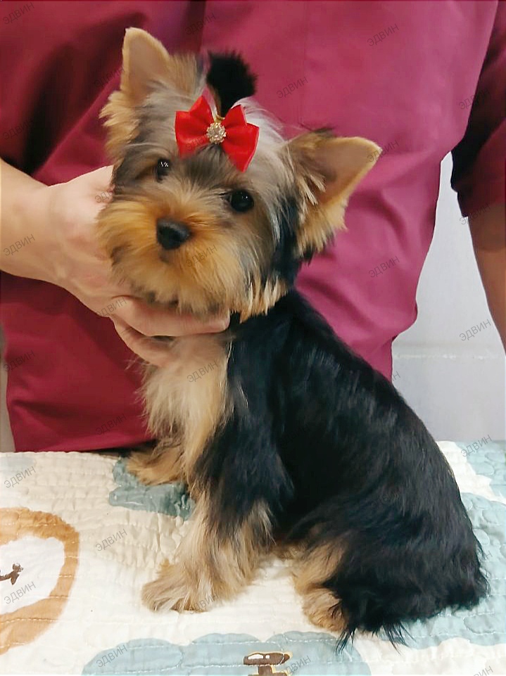 EDVIN D'LUX EXCLUSIVE &mdash; Labaza DogPedigree YorkshireTerrier