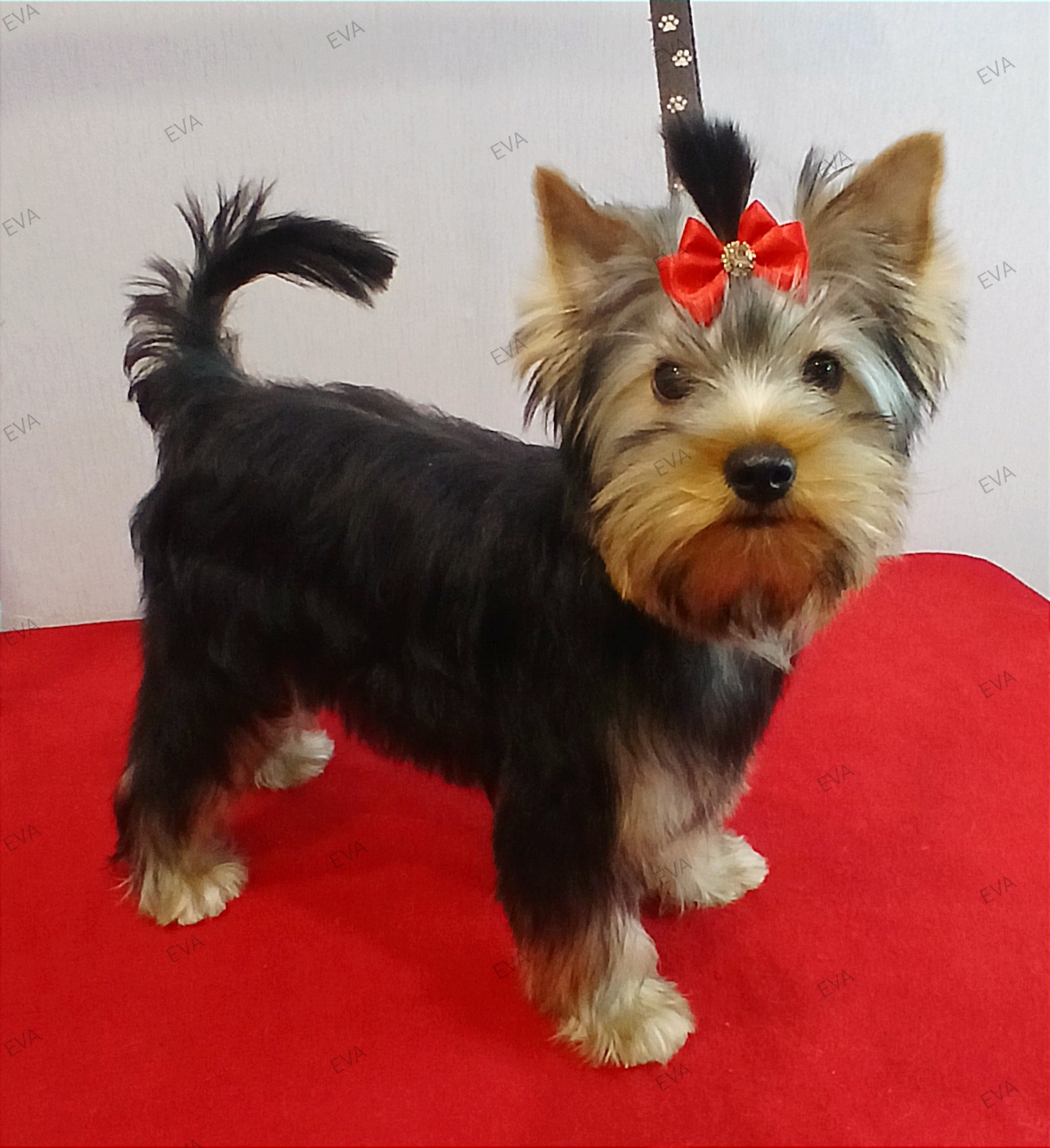 EVANGELINA ELEGANT LEDY &mdash; Labaza DogPedigree YorkshireTerrier