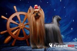 HELMIDGE J'ADORE DIOR