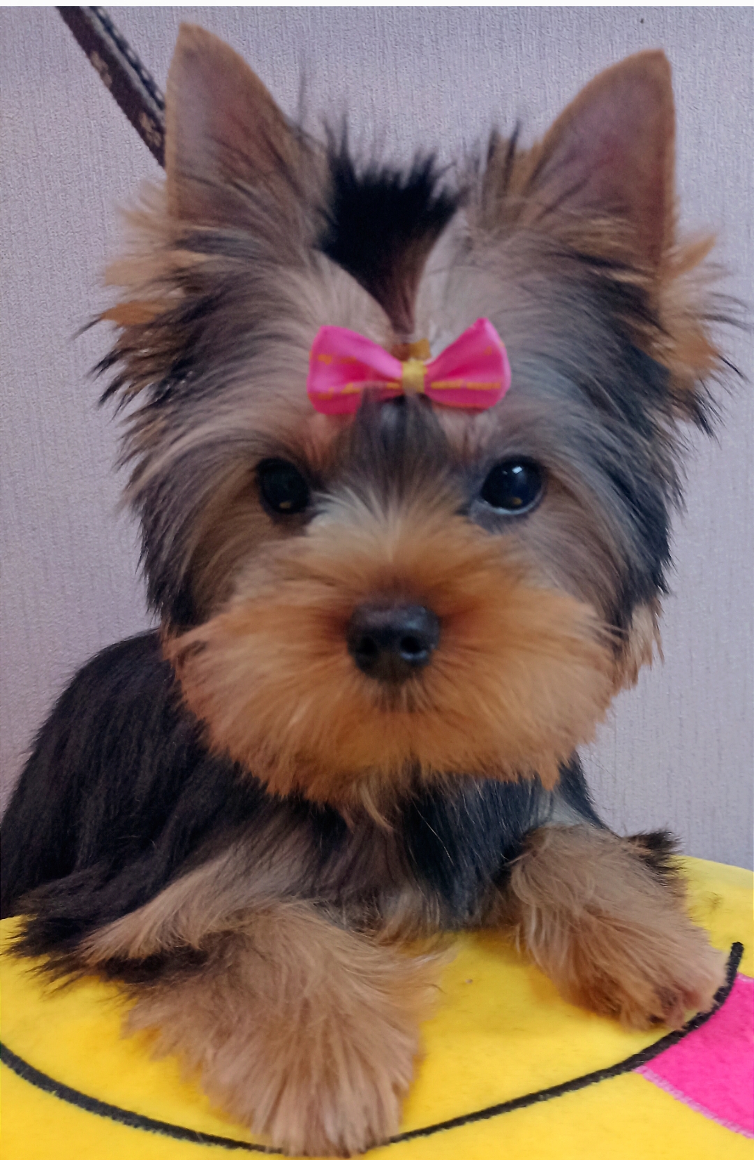 ELIS SILK TACH PRINCESS &mdash; Labaza DogPedigree YorkshireTerrier