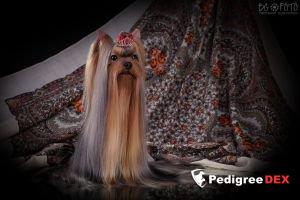 GALLANA ARISTOS RINGING IN MY SOUL