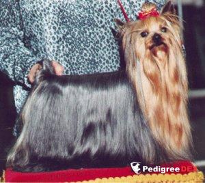 LUCKY LUKE OF SURVIVAL &mdash; Labaza DogPedigree YorkshireTerrier