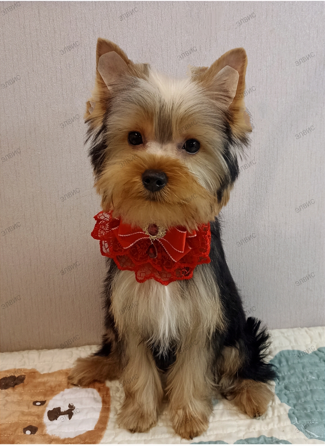 ELVIS MAGIC KRISTALL &mdash; Labaza DogPedigree YorkshireTerrier