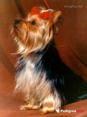 SINNELJOCHTS INGEBORG