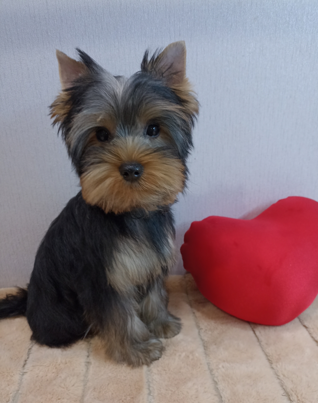 ANGEL REAL PRESTIGE &mdash; Labaza DogPedigree YorkshireTerrier