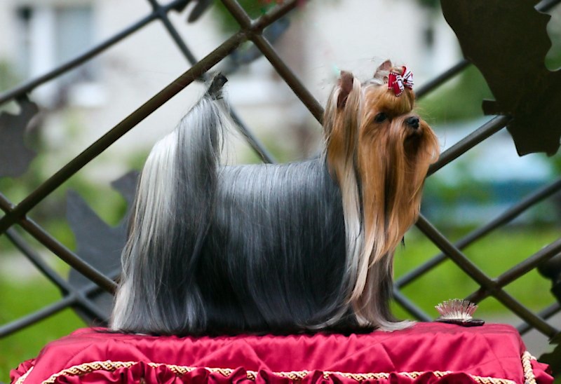  ENDLESS BLISS HEART TO HEART &mdash; Labaza DogPedigree YorkshireTerrier