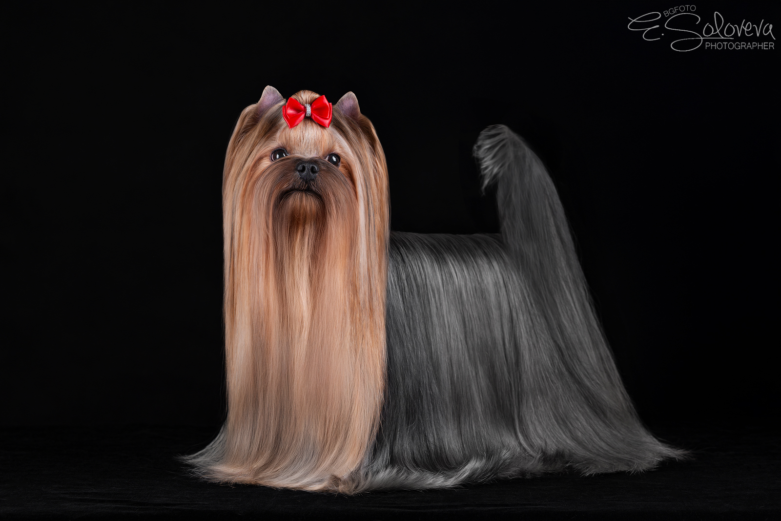  BESTIA FORTIS FENOMEN &mdash; Labaza DogPedigree YorkshireTerrier